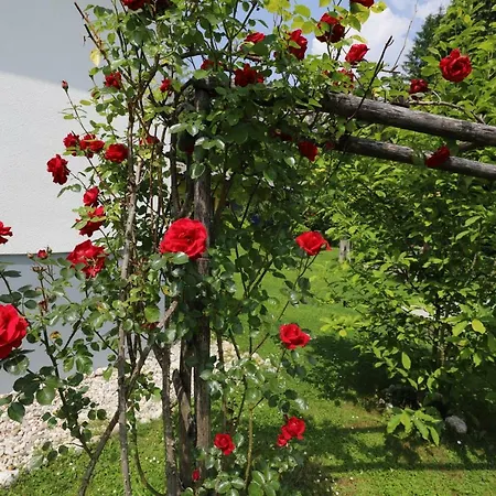 Adventure With Pool And Big Garden